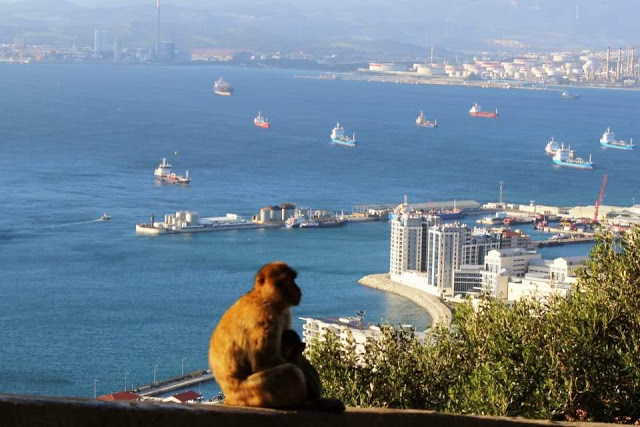 monkey with a view of Gibraltar
