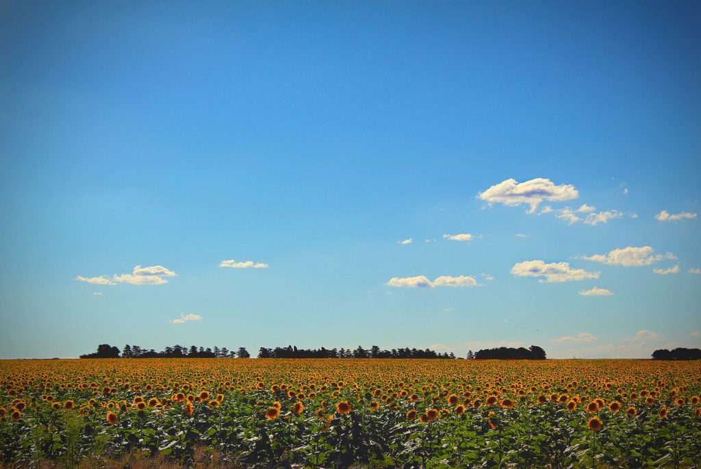 Spring Break Road Trip to Provence sunflower fields