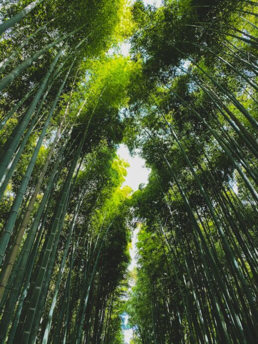 bamboo forest with row of trees on sunny day