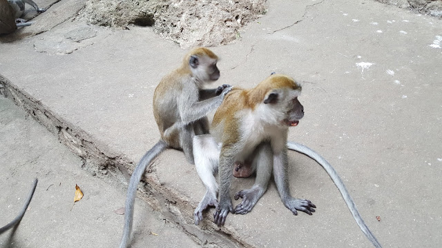 monkeys at entrance at Batu Caves Kuala Lumpur Malaysia