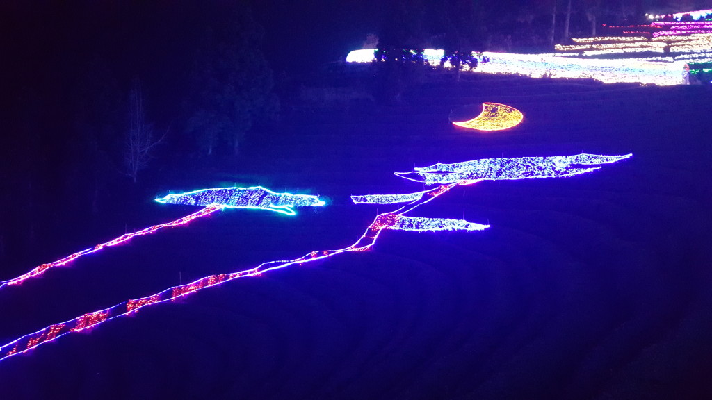 lighted designs Boseong Annual Light Festival 