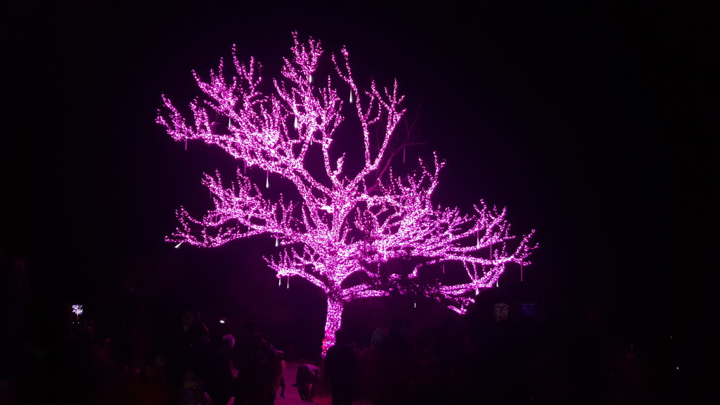 lighted tree Boseong Annual Light Festival