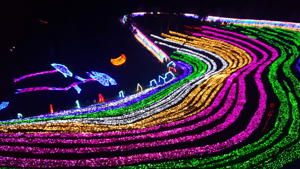 lighted tea field at the Boseong Annual Light Festival 