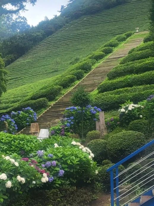 Boseong Tea Field with flowers