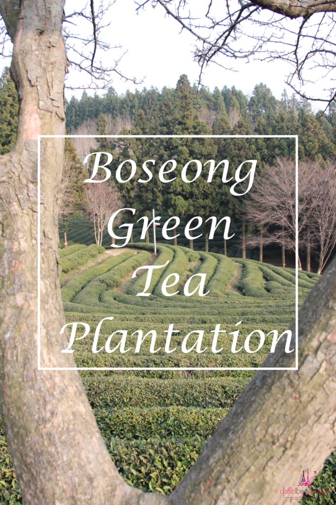 Boseong-Tea-Plantation-Views-683x1024 A Day Trip to Boseong Tea Plantation and Museum