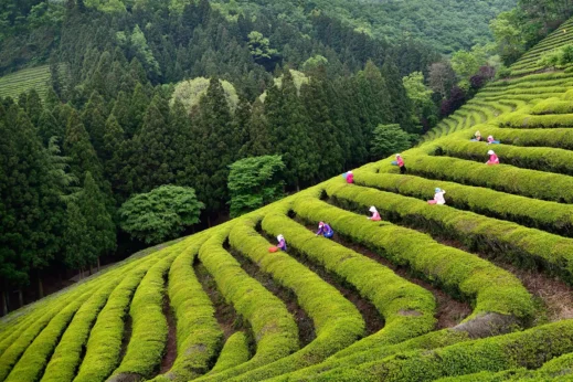 Boseong tea field workers trees