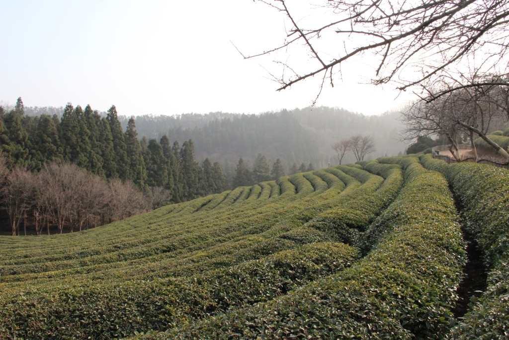 duffelbagspouse Boseong Tea Plantation hill horizon