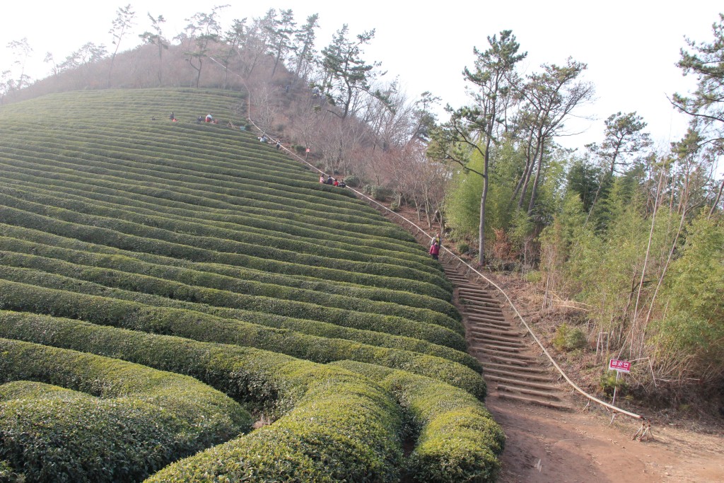 hands on experiences, herbal medicine, kid friendly Daegu, Korean culture, museums, things to do downtown, things to do in South Korea, green tea, Bosong, Oriental medicine, tea plantations