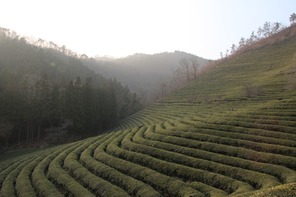 hands on experiences, herbal medicine, kid friendly Daegu, Korean culture, museums, things to do downtown, things to do in South Korea, green tea, Bosong, Oriental medicine, tea plantations