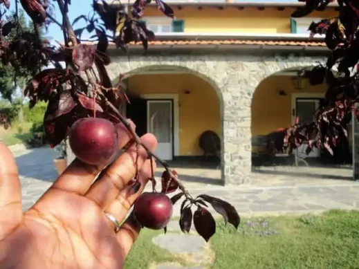 Countryside Villa near Cinque Terre Italy – Hand Holding Ripe Plums in Front of Rustic Stone House