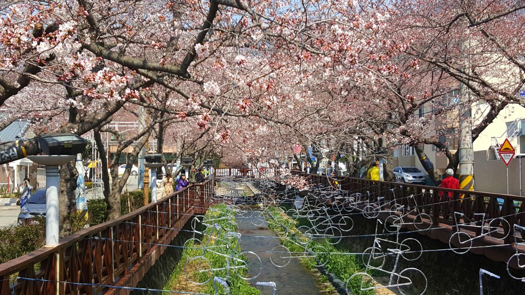 The Yeojwacheon Stream Gunhangje Cherry Blossom Festival in Jinhae