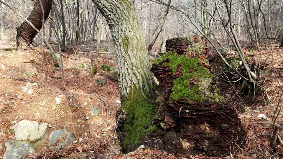 Hiking, Apsan Mountain moss