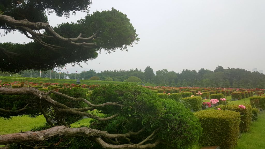 duffelbagspouse travels Busan UN Memorial Cemetery tree