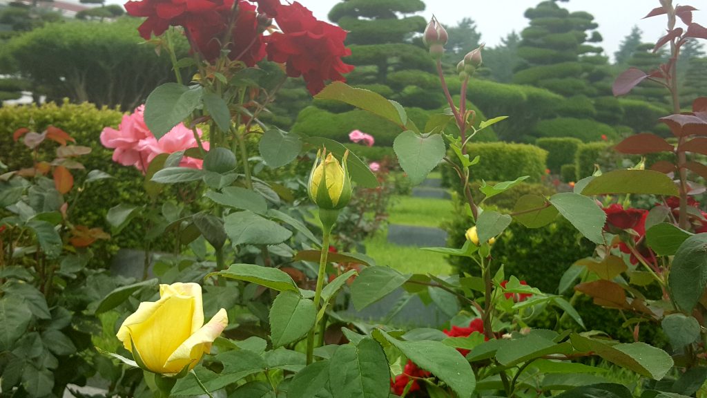 duffelbagspouse travels Busan UN Memorial Cemetery Roses