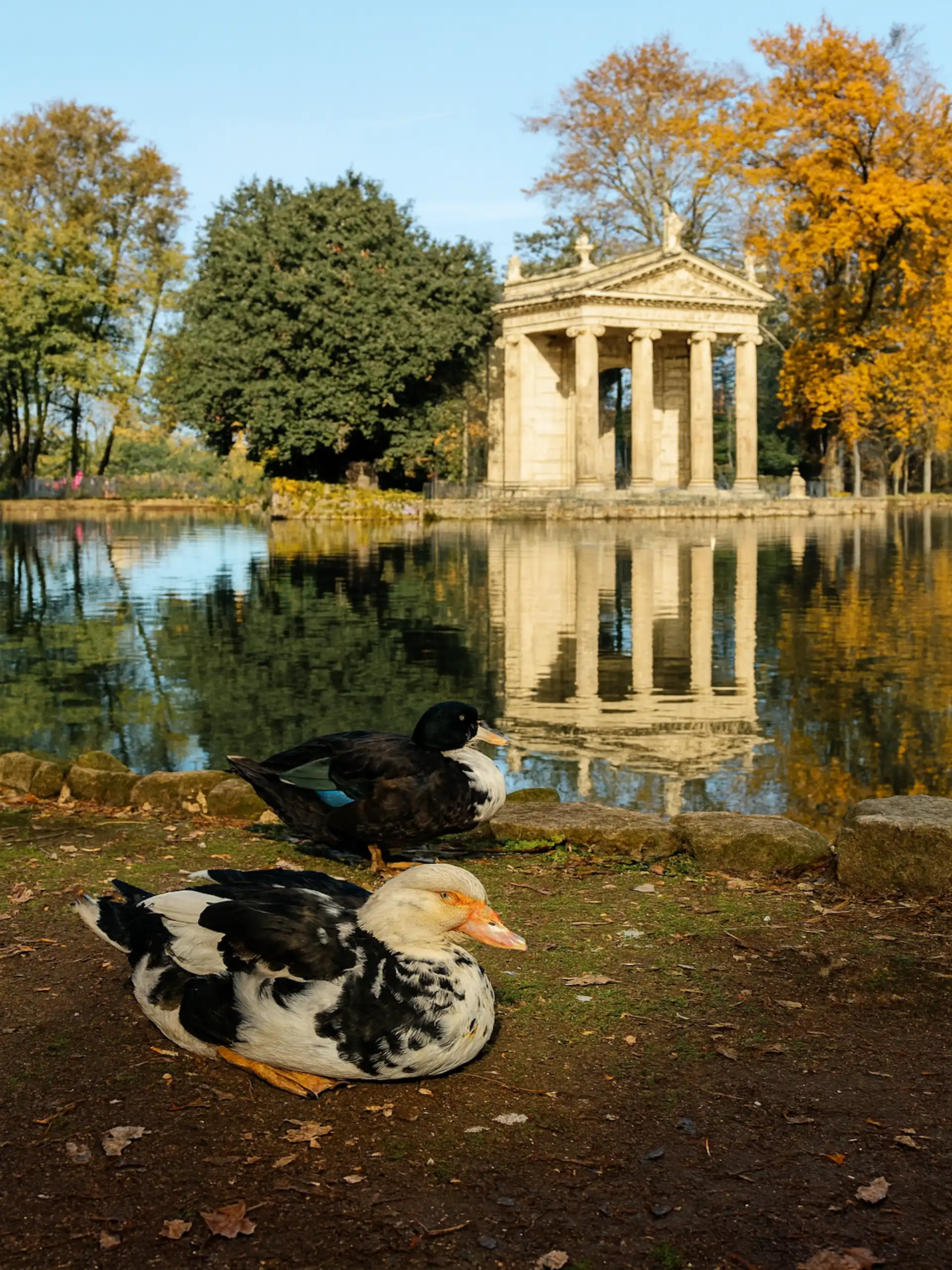 Villa Borghese ducks on the fountain