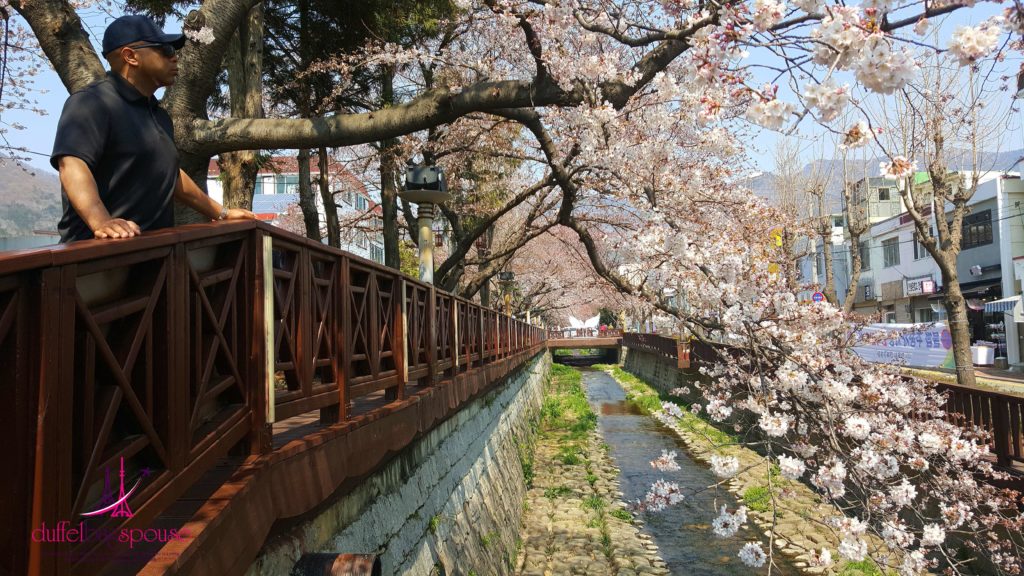 Steven on the famous bridge at Jinhae Cherry Blossoms Festival