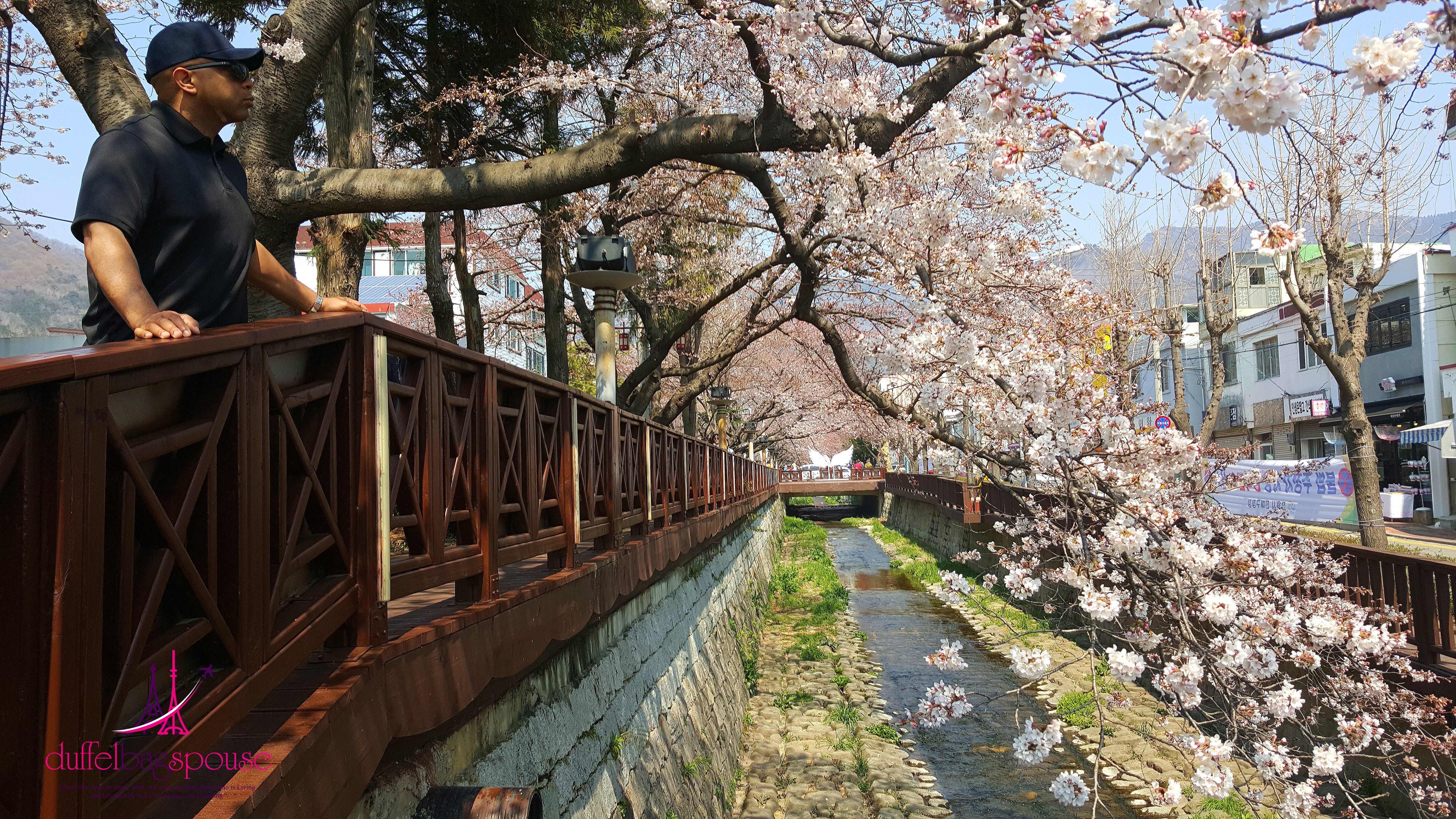 steven-on-bridge-at-jinhae-cherry-blossoms-festival Korea's Small Towns: Beyond the Lights
