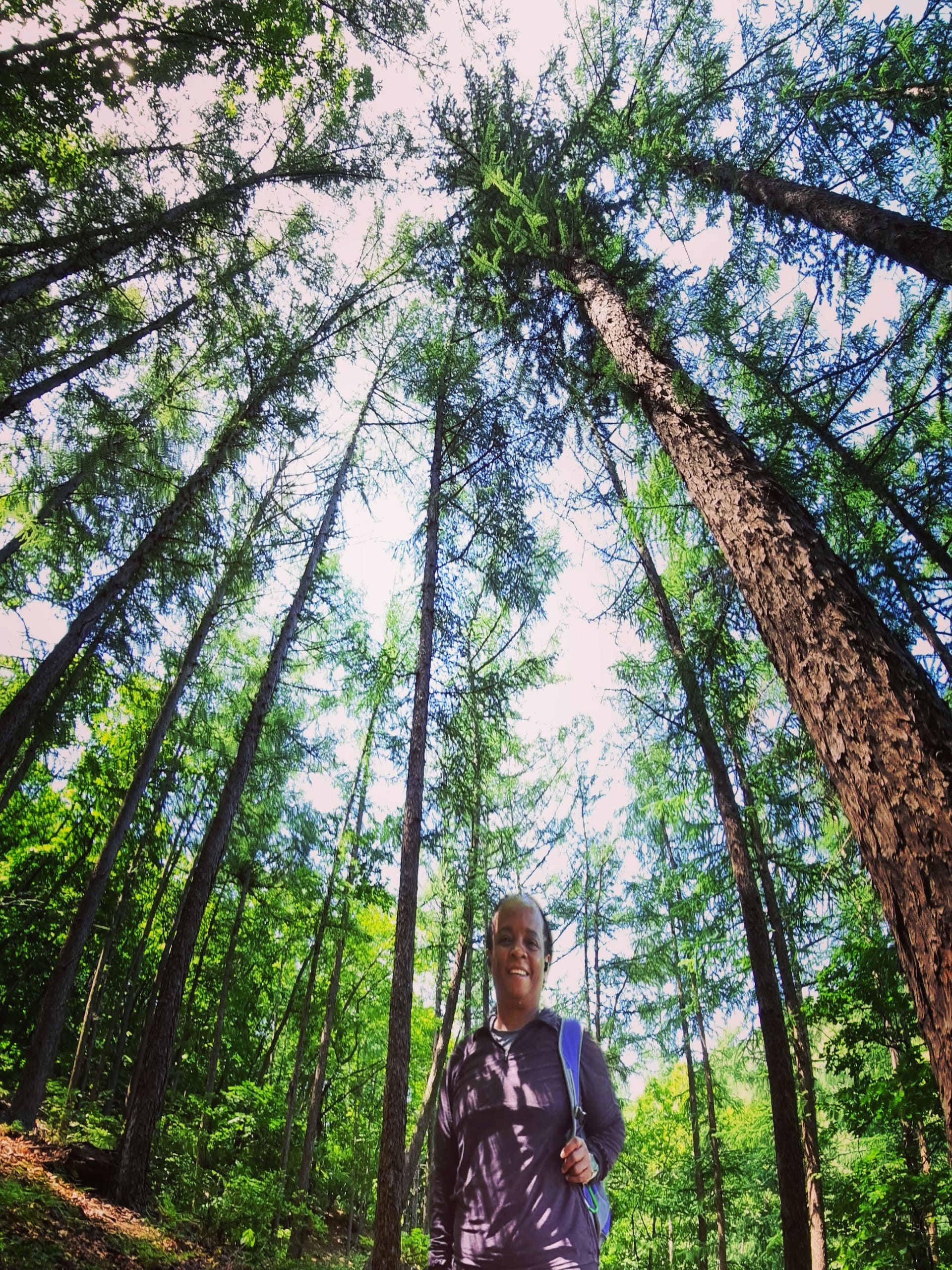 hiking Apsan 3D trees