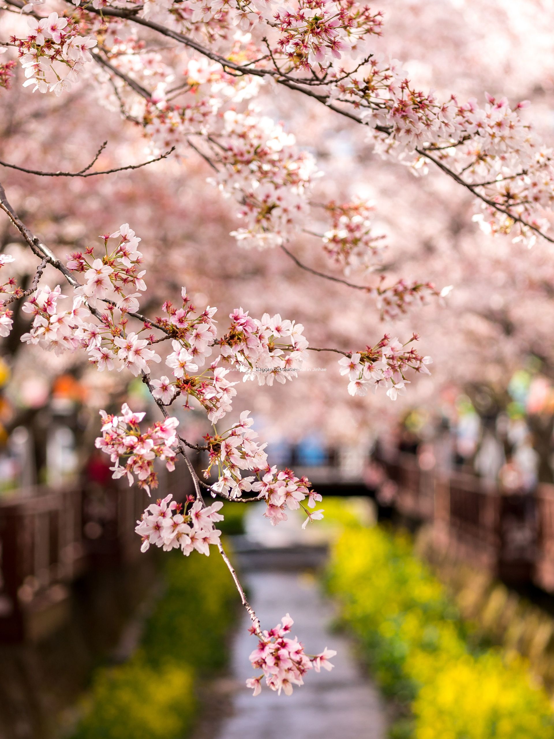Gunhangje Cherry Blossom Festival in Jinhae