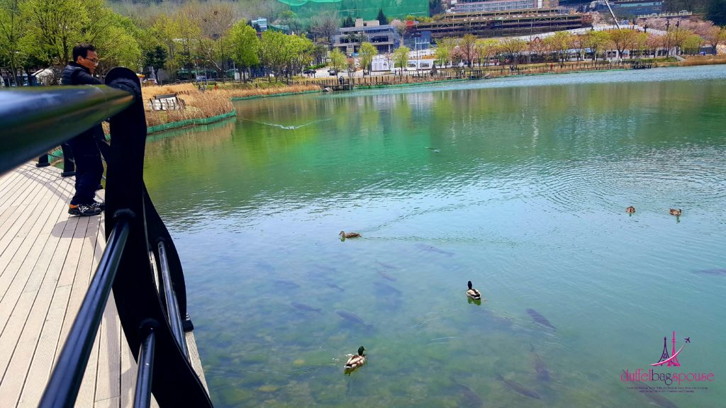 Suseong Lake ducks