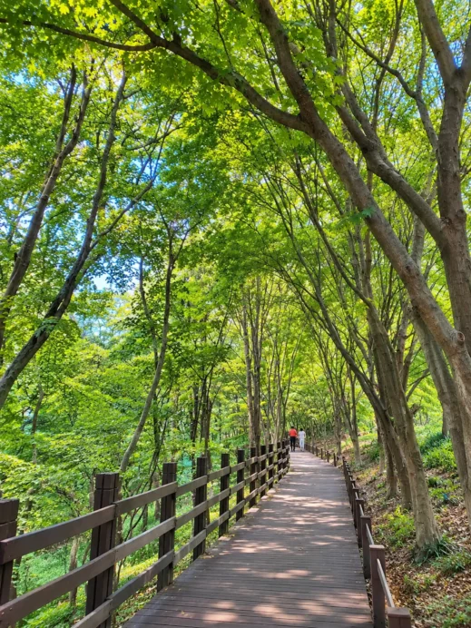 Daegu Arboretum Boardwalk Trail