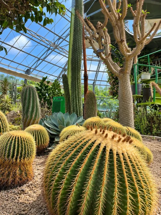 Daegu Arboretum Cacti in a Creenhouse