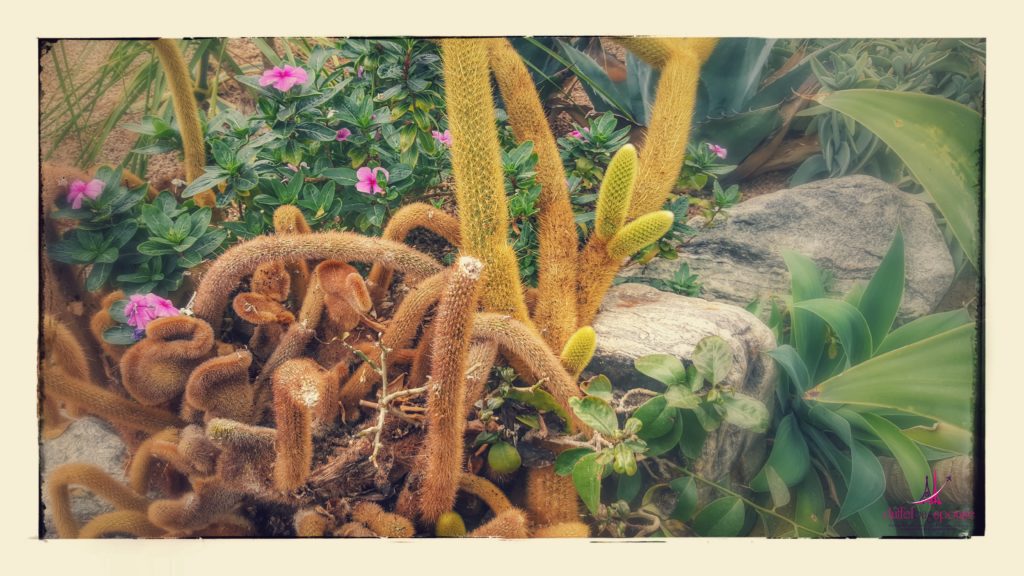 Daegu Arboretum Landfill cactus garden