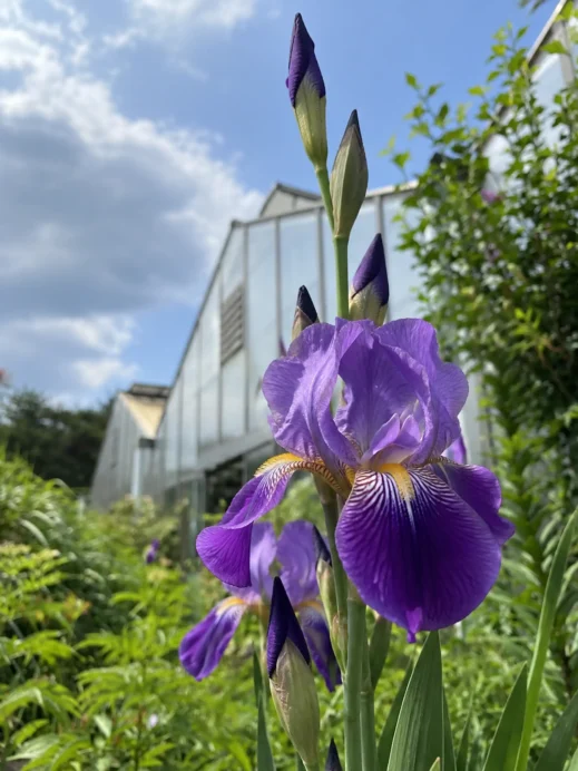 Daegu Arboretum Purple Iris