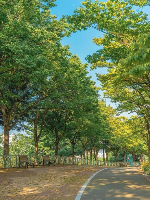 Daegu Arboretum treelined street