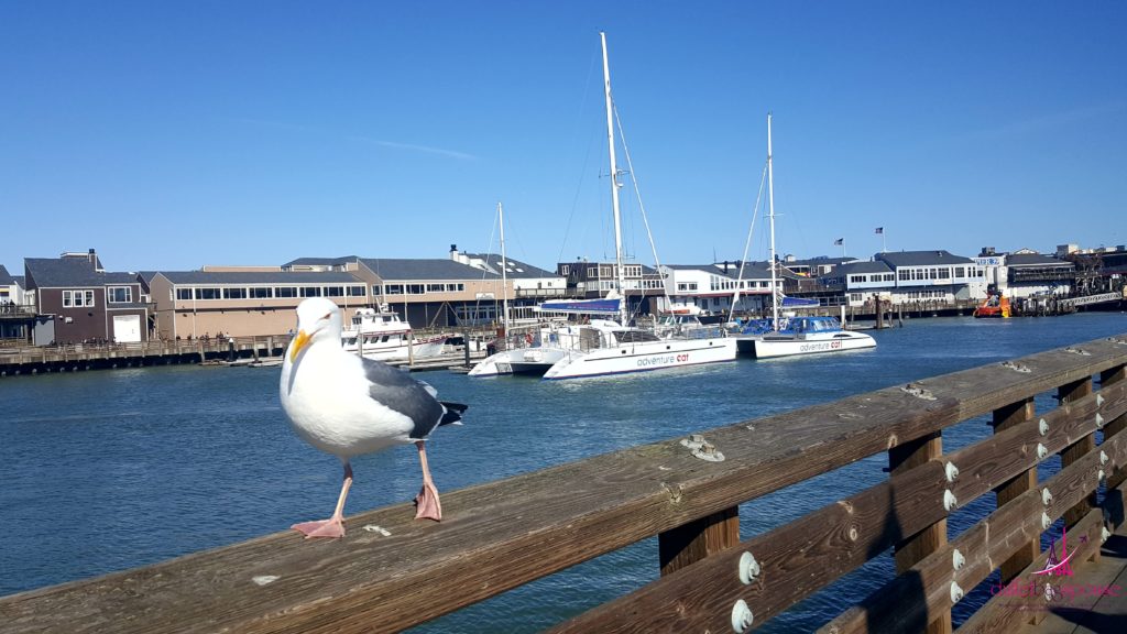 Must See San Francisco Stroll along Fisherman's Wharf and laugh it up with the sea lions at Pier 39.