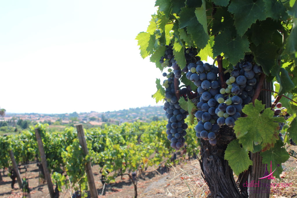Benante-grapes-view-1024x683 Etna Wine is not Italian Wine