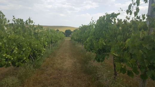 Prairie-Fire-Winery-path-through-vineyard