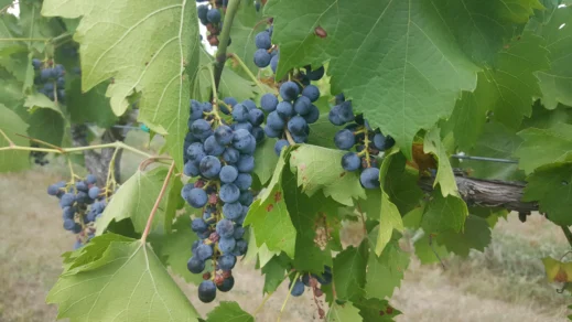 Prairie-Fire-Winery-red-grapes