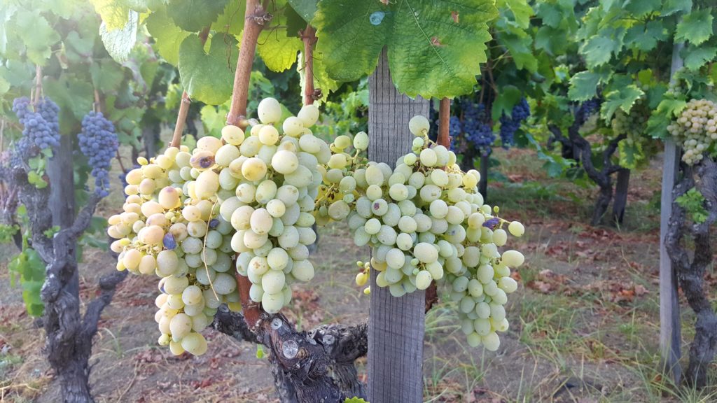 grape vines in sicily