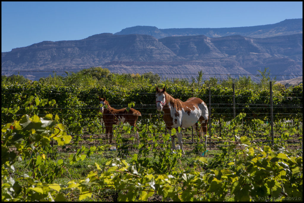 Beyond Napa Wine Regions in US Grand Valley CO Region
