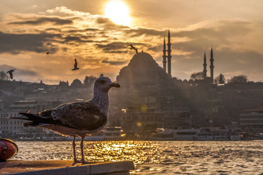 Istanbul-Turkey-seagul-at-sunset-1024x680 How to Fall in Love with Istanbul