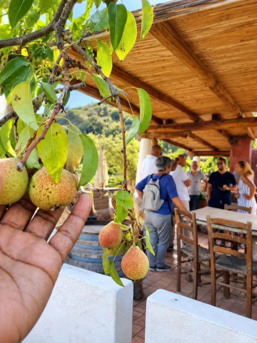 Sicily, fruit trees, wine tour, Stacey hand