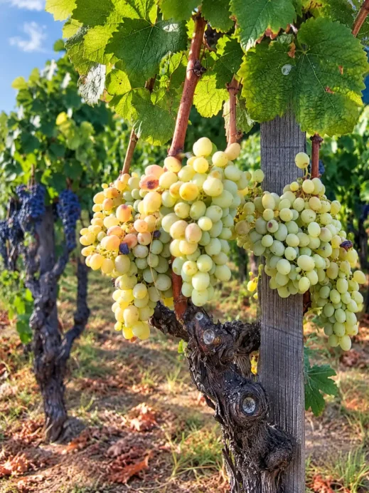 Sicily, white and red grapes, vines, Mt Etna