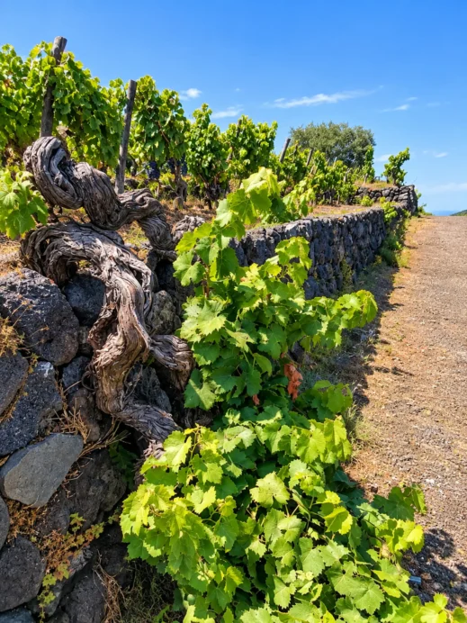 Volcanic Vineyard Terrace, Sicily wine tasting