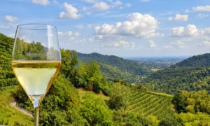 White wine glass over rolling vineyards