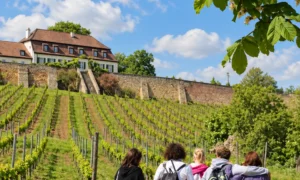 wine walk, Germany, friends, vinyards