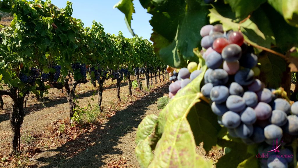 red grape vines at Benanti Winery on Mount Etna in Sicily