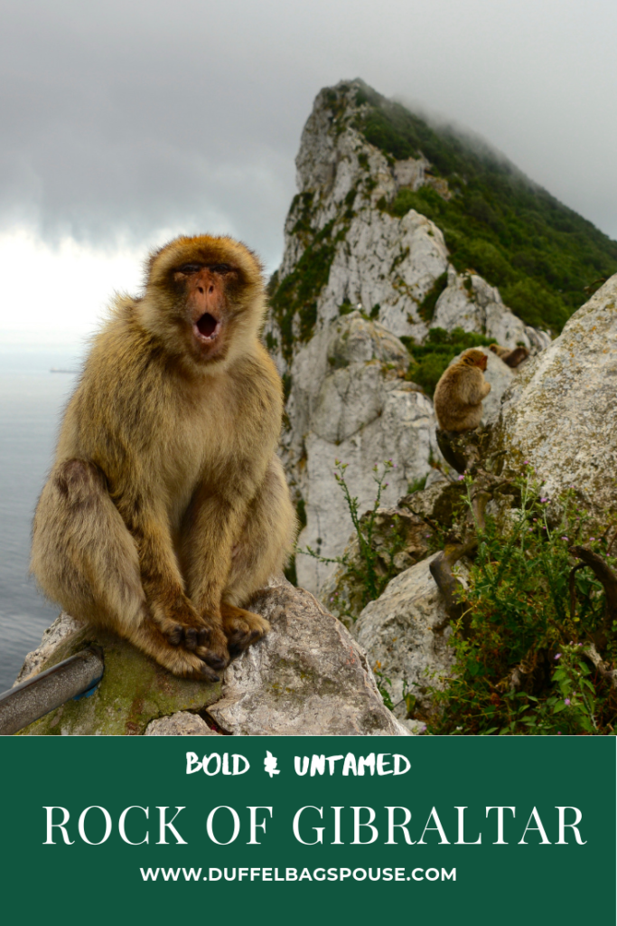 Amazing Apes on the Rock of Gibraltar