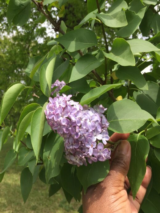 Lilac Festival in Rochester New York