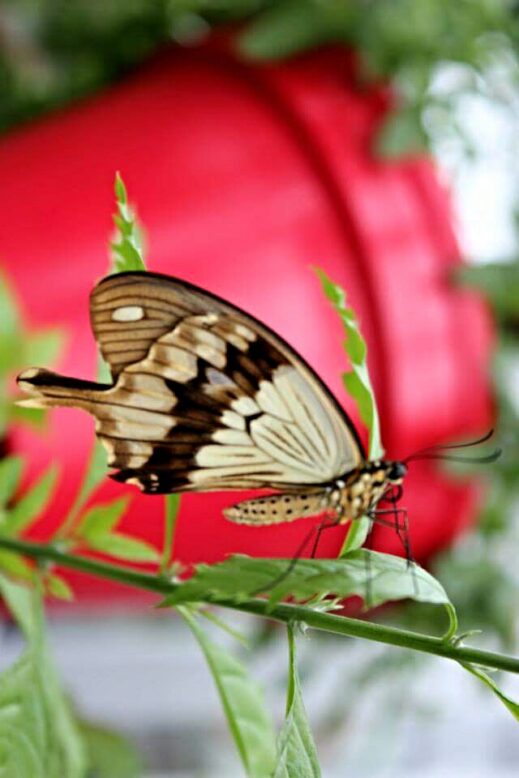 Changi, Singapore - February 12th 2018 :  Sculptures and mural arts at transit area of Terminal 4, Changi International Airport butterfly garden red