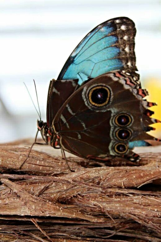 Changi, Singapore - February 12th 2018 :  Sculptures and mural arts at transit area of Terminal 4, Changi International Airport butterfly garden