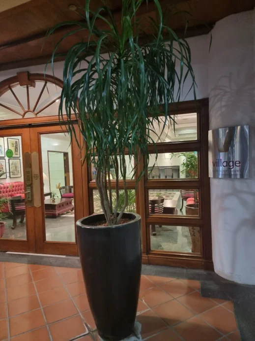 Village Albert Court Hotel potted tree
