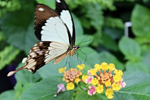 Changi, Singapore - February 12th 2018 : Sculptures and mural arts at transit area of Terminal 4, Changi International Airport butterfly garden white