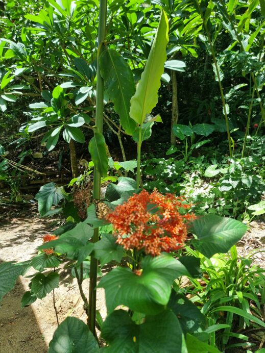 Kuang Si Waterfalls butterflies