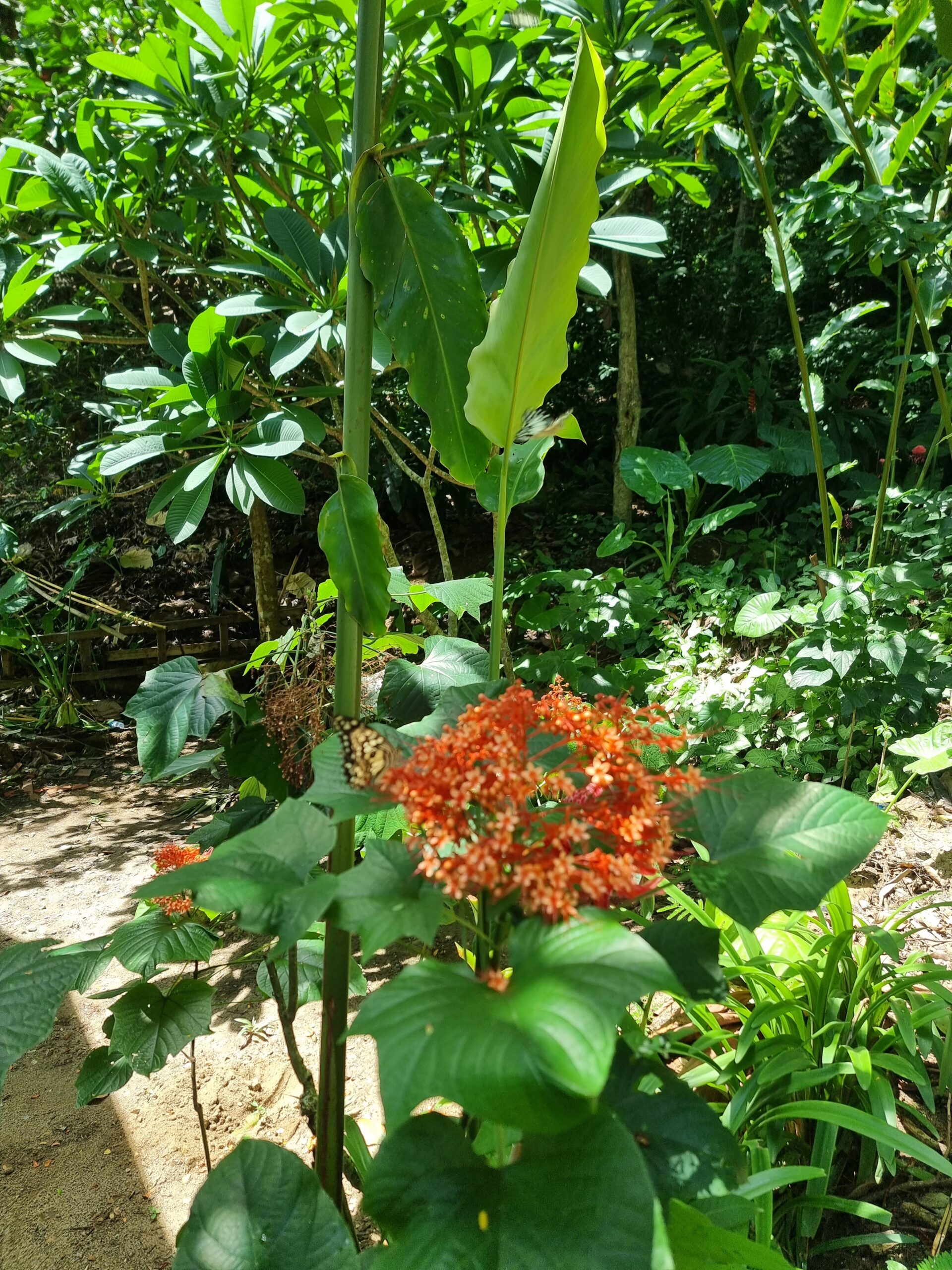 Kuang Si Waterfalls butterflies